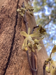 Erythrorchis cassythoides