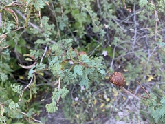 Mimosa aculeaticarpa biuncifera