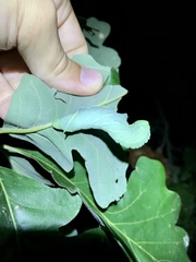 Paonias excaecata