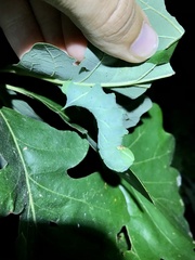 Paonias excaecata