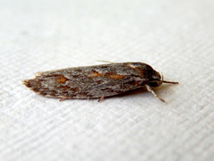 Phylomictis sarcinopa
