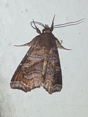 Callopistria placodoides