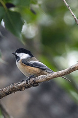 Poecile atricapillus