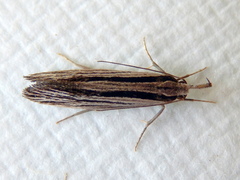 Leptosaces schistopa