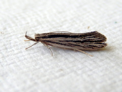 Leptosaces schistopa