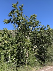 Platanus wrightii