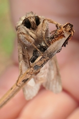 Ichneutica ustistriga