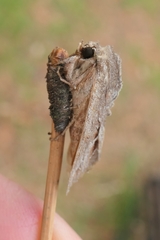 Ichneutica ustistriga