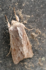 Ichneutica ustistriga