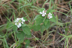 Lantana velutina