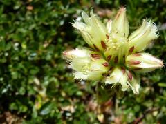Sempervivum globiferum