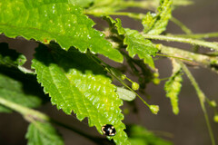 Sidastrum paniculatum