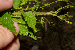 Sidastrum paniculatum
