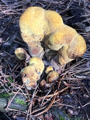 Phaeolus