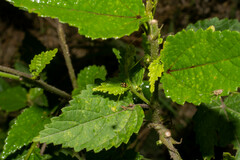 Sidastrum paniculatum