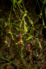 Sidastrum paniculatum