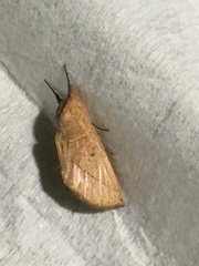 Hemiceratinae