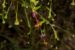Sidastrum paniculatum