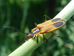 Chauliognathus marginatus