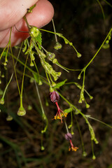 Sidastrum paniculatum