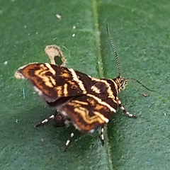 Choreutis japonica