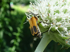 Chauliognathus marginatus
