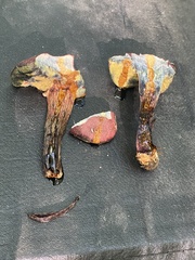 Xerocomellus intermedius