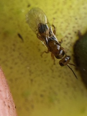 Herodotia subatriventris