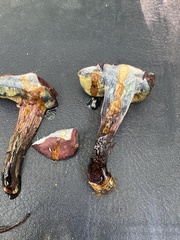 Xerocomellus intermedius