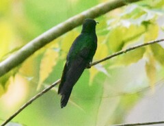 Anthracothorax nigricollis