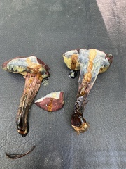 Xerocomellus intermedius