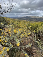 Stirtonanthus taylorianus