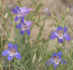 Penstemon linarioides