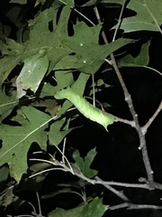 Paonias excaecata