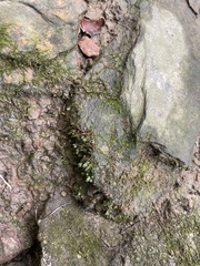 Hygroamblystegium varium