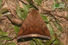Artena dotata