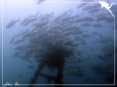 Caranx