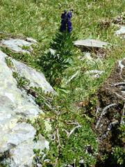 Aconitum tauricum