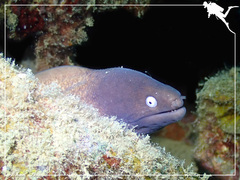 Gymnothorax thyrsoideus
