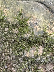 Hygroamblystegium varium