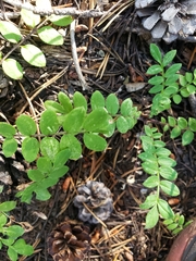 Polemonium californicum