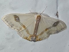 Macrocilix mysticata