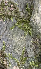 Hygroamblystegium varium
