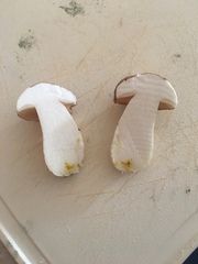 Suillus weaverae