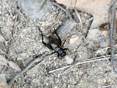 Eunemobius carolinus