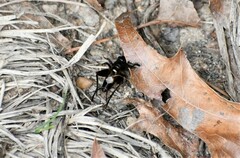 Eunemobius carolinus