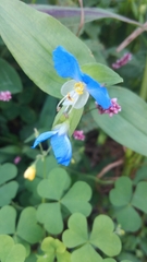 Commelina communis