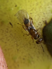 Herodotia subatriventris