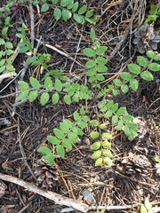 Polemonium californicum