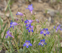 Penstemon linarioides